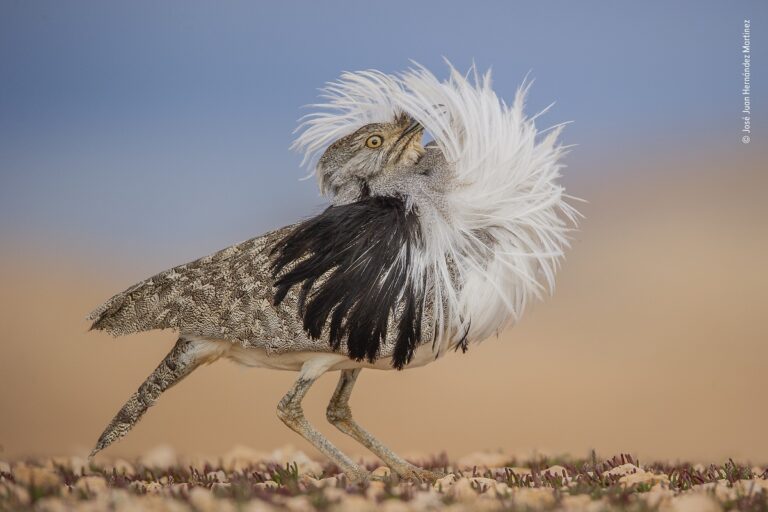 José Juan Hernández Martinez, Puff perfect, Spain Winner, Animal Portraits © José Juan Hernández Martinez, Wildlife Photographer of the Year