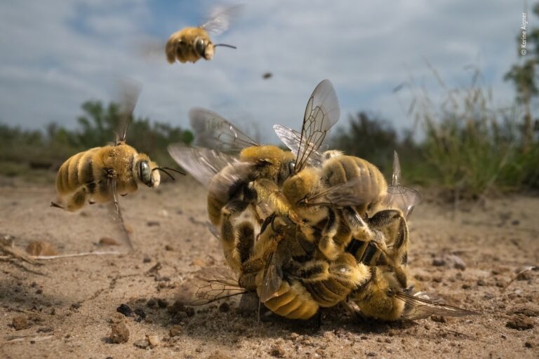 Karine Aigner, The big buzz, USA Winner, Behaviour: Invertebrates © Karine Aigner (1), Wildlife Photographer of the Year