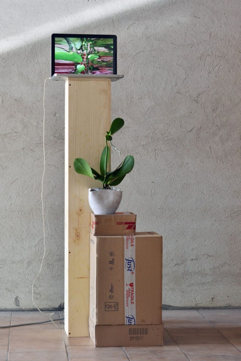 Alessandro Manfrin, Untitled (domestic plants as a sculpture), 2020. Courtesy l’artista & Gian Marco Casini Gallery, Livorno