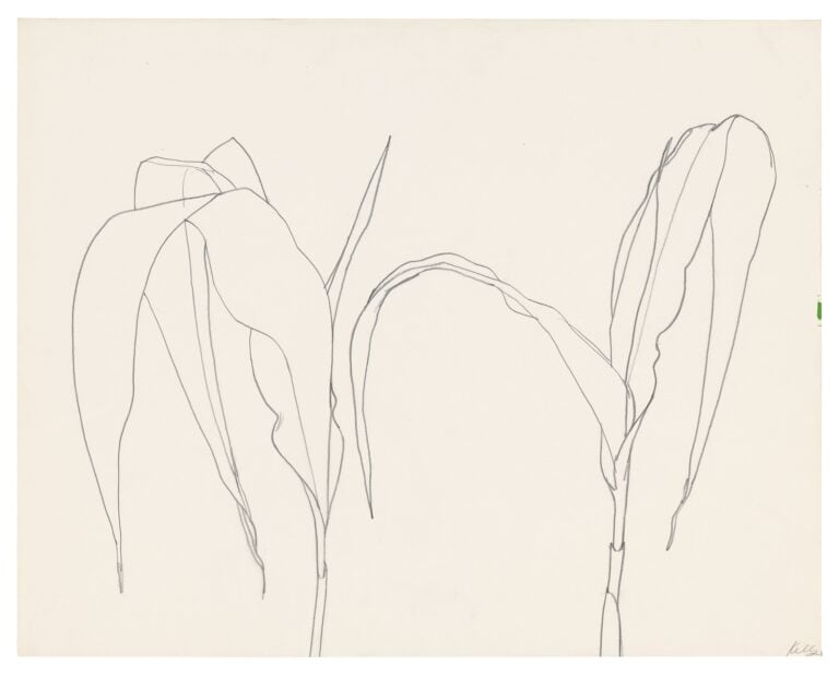 Ellsworth Kelly, Corn (VIII), 1959 © Ellsworth Kelly Foundation