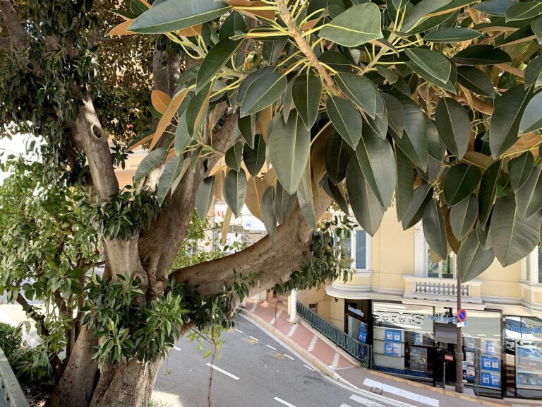 Giardini di Monaco, photo Claudia Zanfi