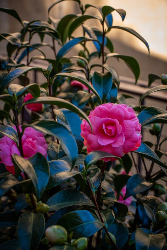 Il Giardino delle Camelie a Boboli, Firenze