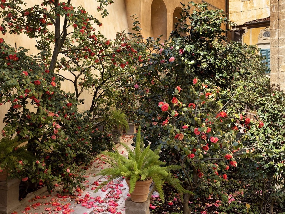 Firenze: apre al pubblico il Giardino delle Camelie a Boboli