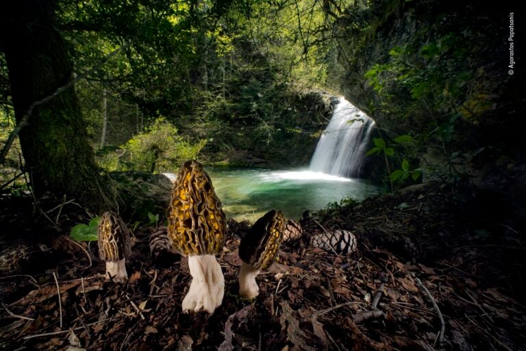 Agorastos Papatsanis, The magical morels, Greece Winner, Plants and Fungi © Agorastos Papatsanis, Wildlife Photographer of the Year