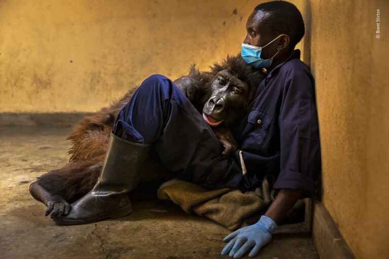 Brent Stirton, Ndakasi’s passing, South Africa Winner, Photojournalism © Brent Stirton, Wildlife Photographer of the Year