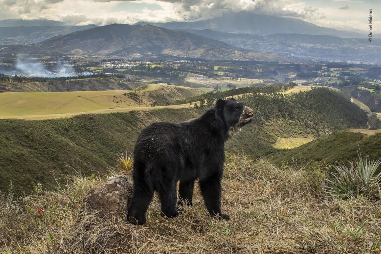 Daniel Mideros, Spectacled bear’s slim outlook, Ecuador Winner, Animals in their Environment © Daniel Mideros, Wildlife Photographer of the Year