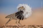 José Juan Hernández Martinez, Puff perfect, Spain Winner, Animal Portraits © José Juan Hernández Martinez, Wildlife Photographer of the Year