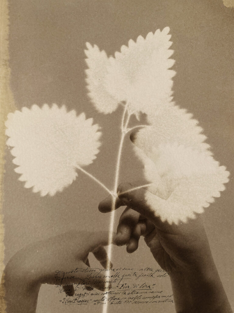 Alessandra Calò, Herbarium