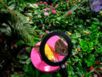 Davis Butterfly Family Vivarium. Alvaro Keding© AMNH