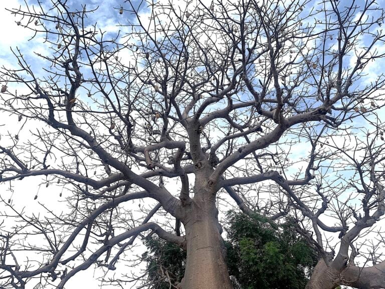 I giardini di Dakar. Photo Claudia Zanfi