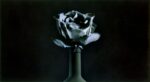 Paolo Mussat Sartor, Rosa blu, 1991-1992