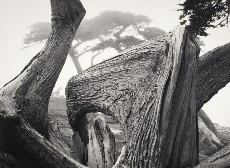 Ansel Adams, Cypress Pebble Beach, 1967. Courtesy Fondazione di Modena, FMAV Fondazione Modena Arti Visive © The Ansel Adams Publishing Rights Trust