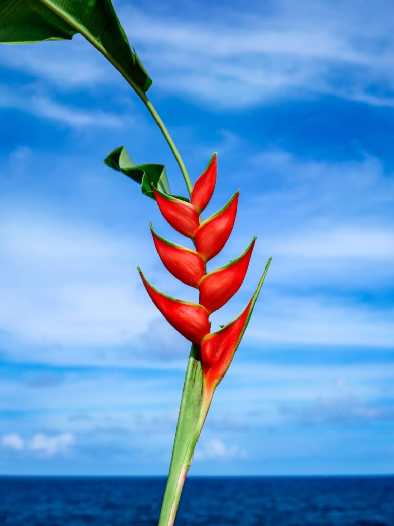 David LaChapelle, Orange Heliconia (N°1)