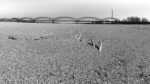 Italia, Pavia. Ponte della Gerola. Stefano Torrione