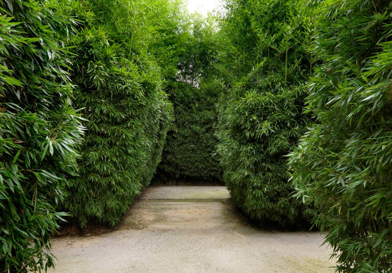 Percorso in bambù, Labirinto della Masone, Parma