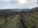 Tenuta Santa Cecilia, Croara (Bologna). Photo Claudia Zanfi