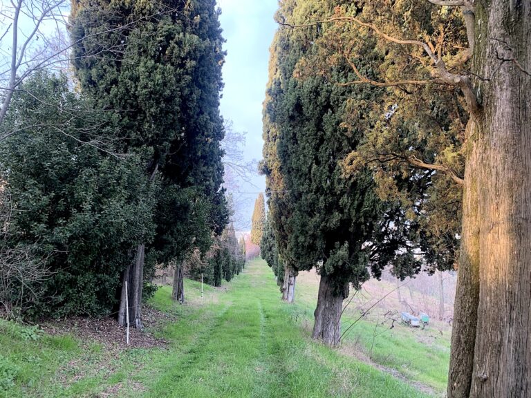 Tenuta Santa Cecilia, Croara (Bologna). Photo Claudia Zanfi