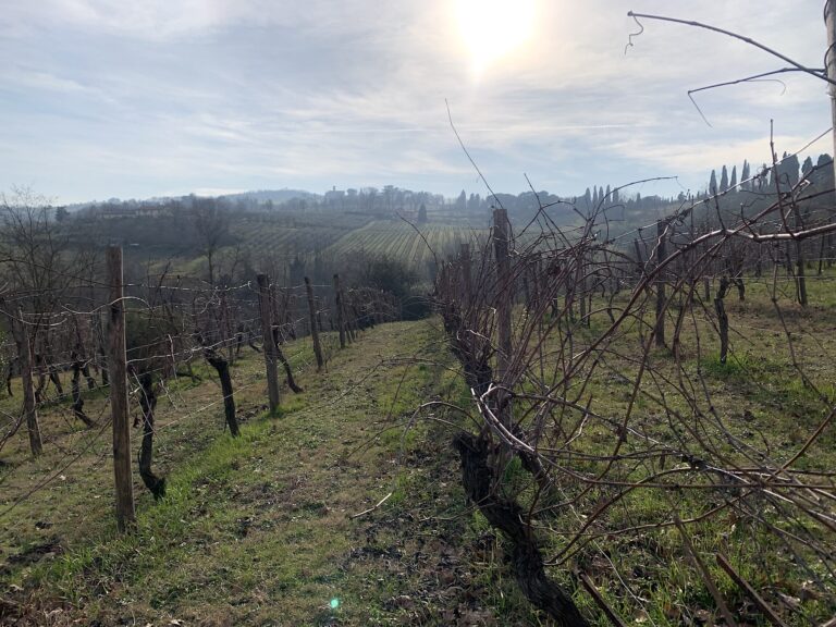 Tenuta Santa Cecilia, Croara (Bologna). Photo Claudia Zanfi