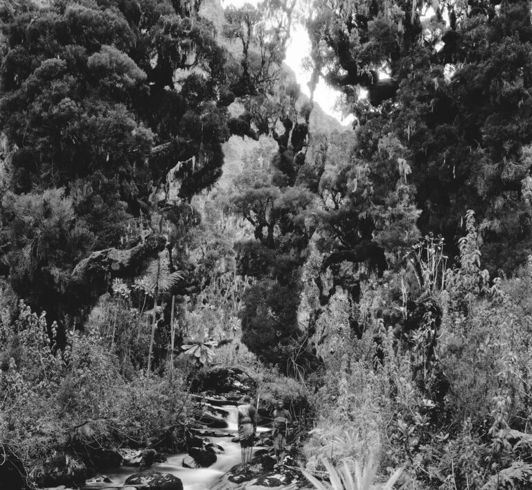 Vittorio Sella, Foresta di eriche presso il torrente Mobuku 1906. Courtesy Fondazione Sella, Biella