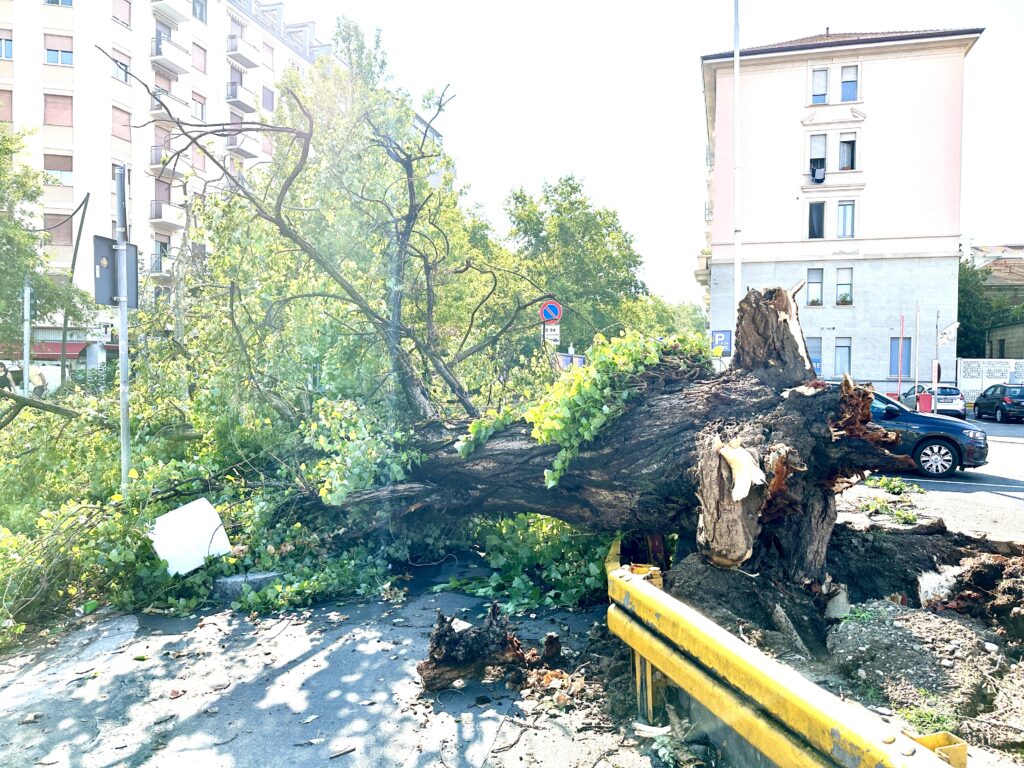 Alberi caduti a Milano dopo il nubifragio del 25 luglio 2023