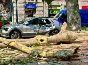 Cosa facciamo con le centinaia di alberi abbattuti a Milano?