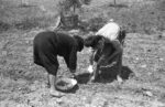 Domenico Notarangelo, Donne in Puglia che lavorano la terra, Anni 60. Selezione MAXXI