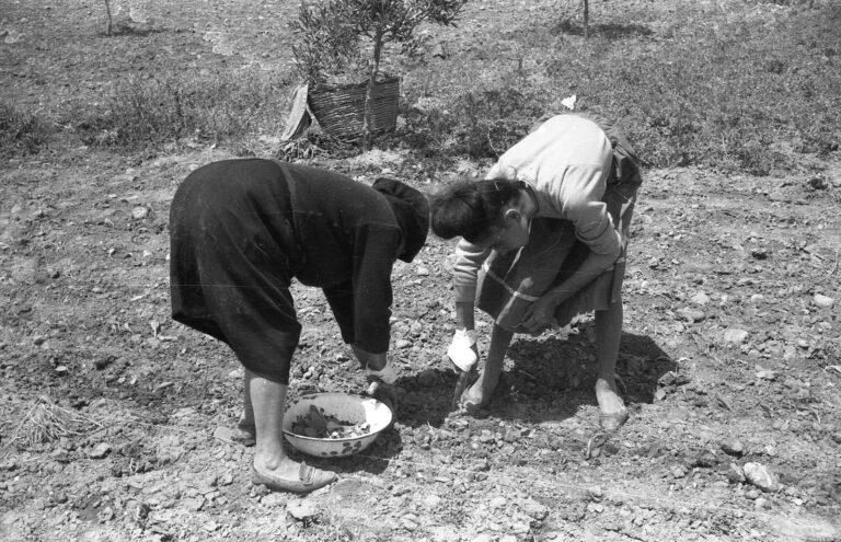 Domenico Notarangelo, Donne in Puglia che lavorano la terra, Anni 60. Selezione MAXXI