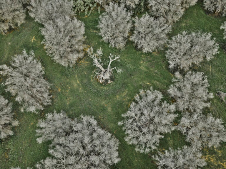 Edward Burtynsky, Xylella Studies, Lecce, 2021