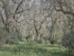 Edward Burtynsky, Xylella Studies, Lecce, 2021