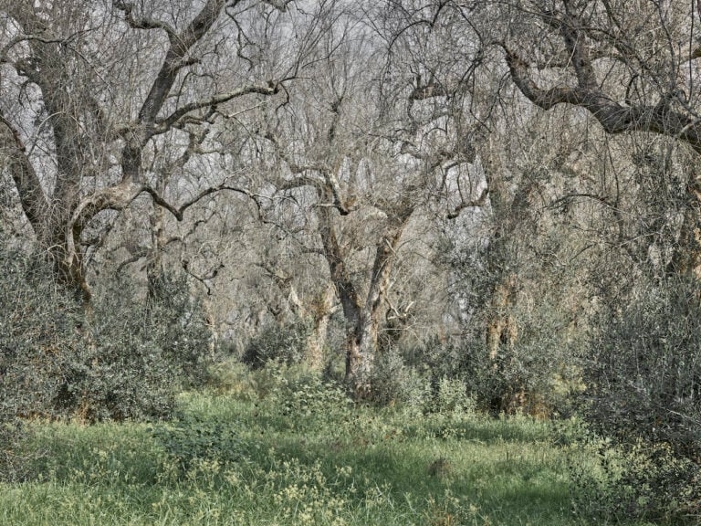 Edward Burtynsky, Xylella Studies, Lecce, 2021