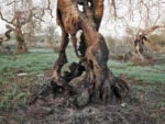 Edward Burtynsky, Xylella Studies, Lecce, 2021