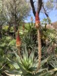 Giardini Mariani, Riviera Ligure. Photo Claudia Zanfi