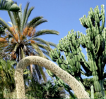 Giardini Pallanca, Riviera Ligure. Photo Claudia Zanfi