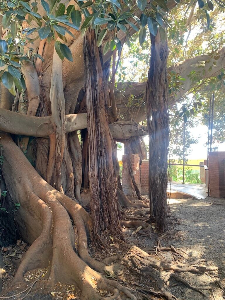 Giardino di Clarence Bicknell, Riviera Ligure. Photo Claudia Zanfi