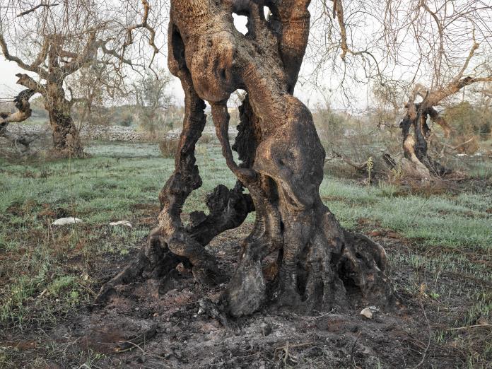 Xylella Studies #9, Lecce, Puglia, Italy, 2021