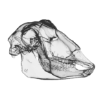 Formafantasma, Rappresentazione tridimensionale cranio di muflome