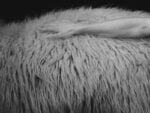 Formafantasma, fotogramma Tactile Afferents