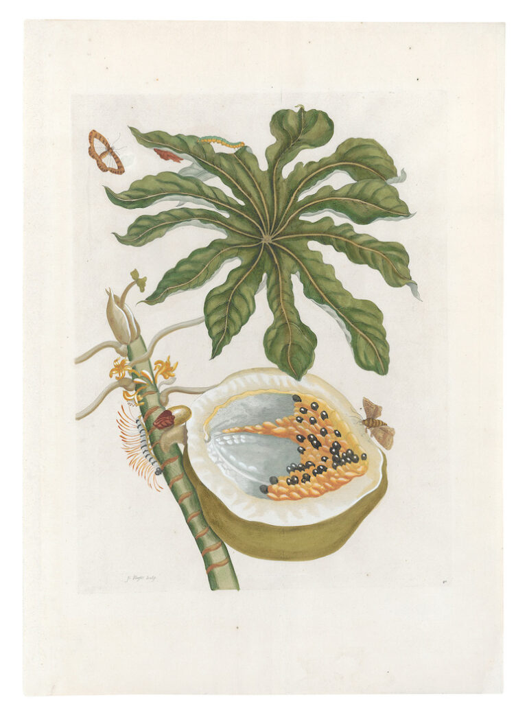 Maria Sibylla Merian. Da Metamorphosis Insectorum Surinamensium, 1730