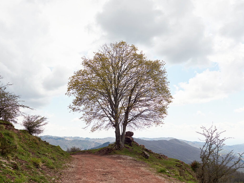 Massimo Vitali, Croce a Veglia, Lone Tree, courtesy l’artista