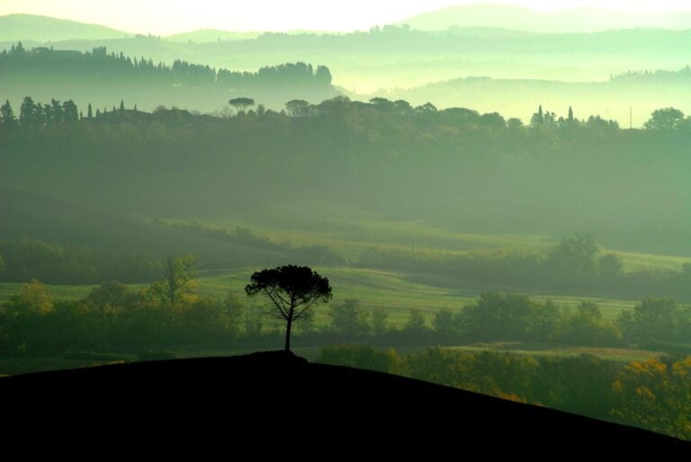 Pino solitario visto da Murlo. Photo Gianfranco Bracci