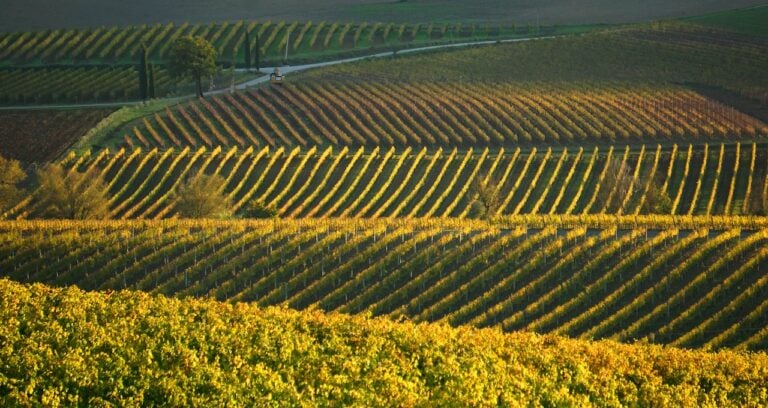 Vigne di Montalcino. Photo Gianfranco Bracci