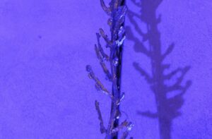 Deborah Graziano - Acquarium