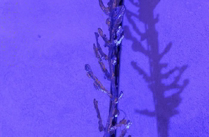 Deborah Graziano – Acquarium