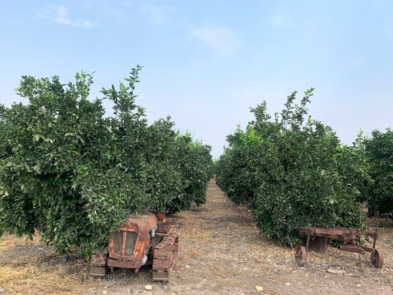 Agrumeti di Amara, Sicilia, 2023. Photo Claudia Zanfi