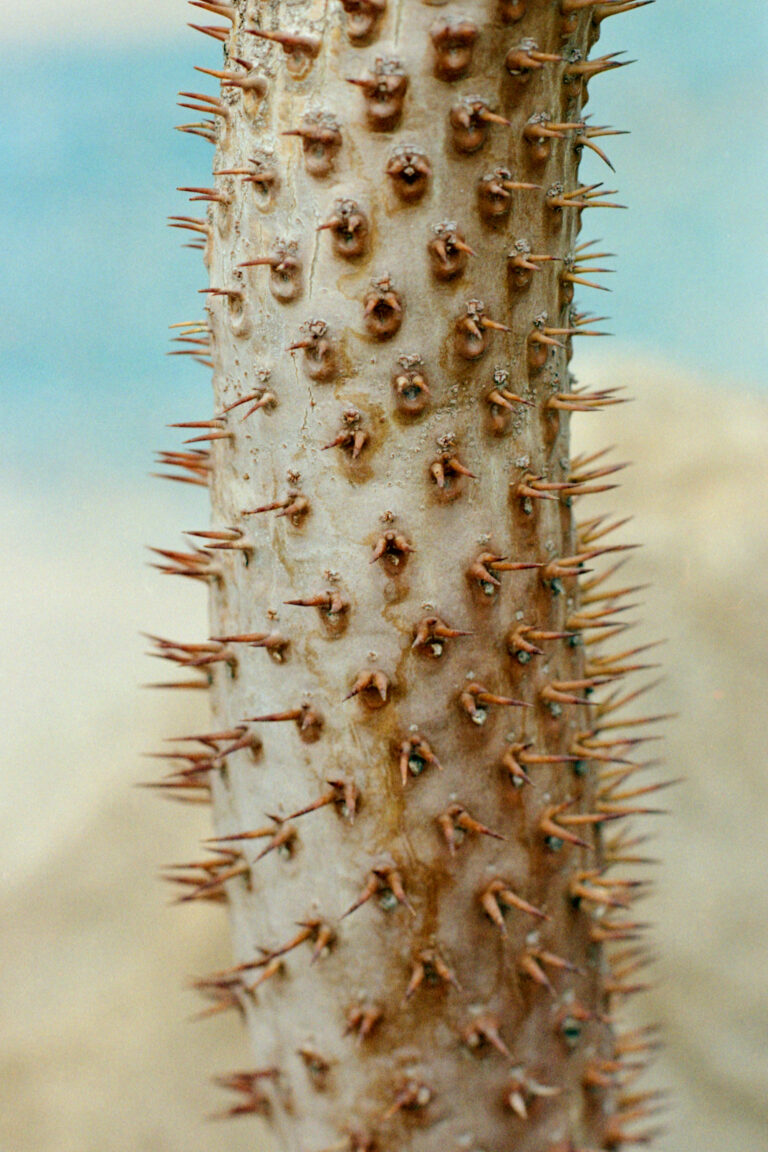 Arianna Lago, Desert thorns