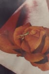 Arianna Lago, Mantis on paper rose