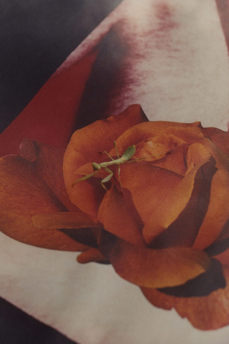 Arianna Lago, Mantis on paper rose