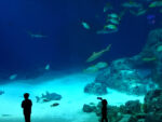 Den Blå Planet, National Aquarium Denmark di 3XN Studio