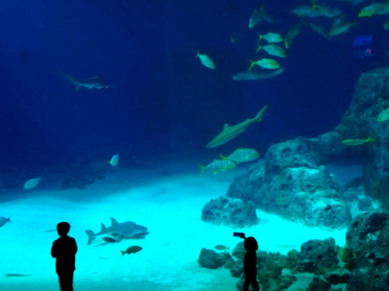 Den Blå Planet, National Aquarium Denmark di 3XN Studio