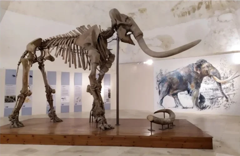 Il Mammut del Castello MuNDA LAquila Musei italiani che cambiano: notizie da Triennale. Camera, Uffizi, MuNDA